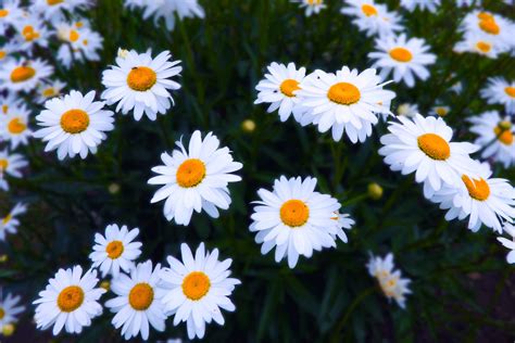 daisy photos